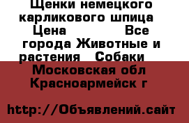 Щенки немецкого карликового шпица › Цена ­ 20 000 - Все города Животные и растения » Собаки   . Московская обл.,Красноармейск г.